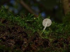 Porotheleaceae