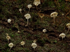 Porotheleaceae