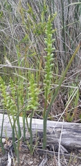Microtis parviflora
