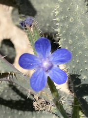 Anchusa strigosa