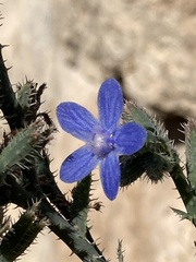 Anchusa strigosa