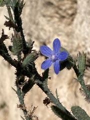 Anchusa strigosa