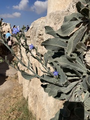 Anchusa strigosa