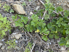 Ibervillea sonorae
