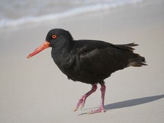 Haematopus fuliginosus