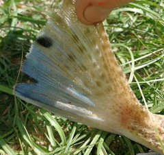 Platycephalus fuscus