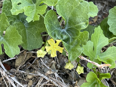Ibervillea sonorae