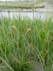 Bolboschoenus caldwellii