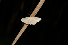 Idaea ptyonopoda