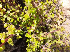 Portulacaria afra