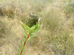 Leucadendron chamelaea