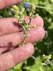 Salvia cedrosensis