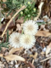 Erigeron bonariensis