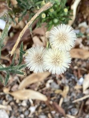 Erigeron bonariensis