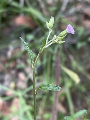 Cyanthillium vernonioides