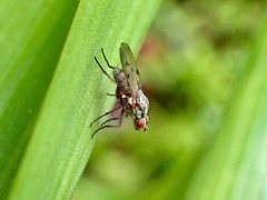 Anthomyia punctipennis