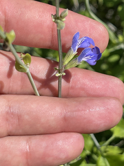 Salvia cedrosensis