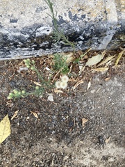 Erigeron bonariensis