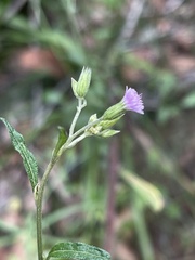 Cyanthillium vernonioides