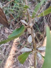 Hakea florulenta