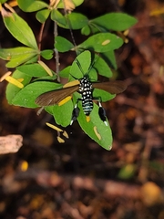 Horama plumipes
