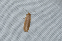 Danielithosia immaculata