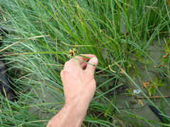 Bolboschoenus caldwellii