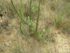 Leucadendron chamelaea