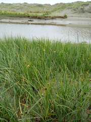 Bolboschoenus caldwellii
