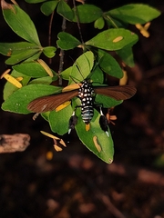Horama plumipes