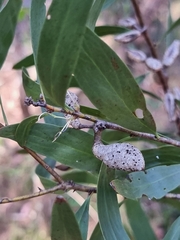 Hakea florulenta