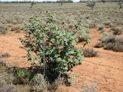 Malvaceae