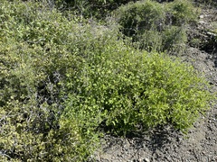 Salvia cedrosensis