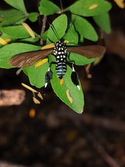 Horama plumipes