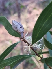 Hakea florulenta