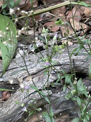 Cyanthillium vernonioides