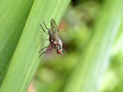 Anthomyia punctipennis