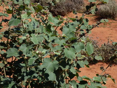 Malvaceae