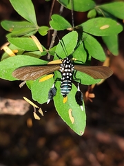 Horama plumipes