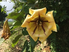 Solandra