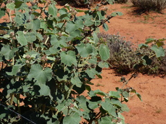 Malvaceae