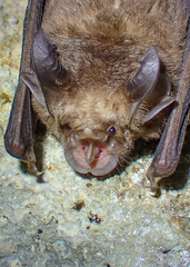 Rhinolophus
