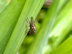 Anthomyia punctipennis