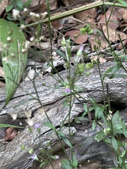 Cyanthillium vernonioides