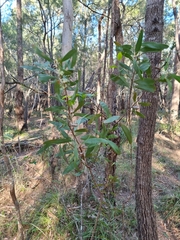 Hakea florulenta