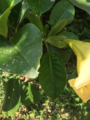 Solandra