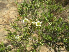 Diosma
