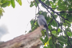 Dicrurus leucophaeus stigmatops