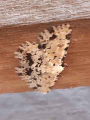 Sandava scitisignata