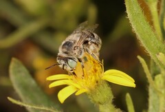 Anthophora bimaculata